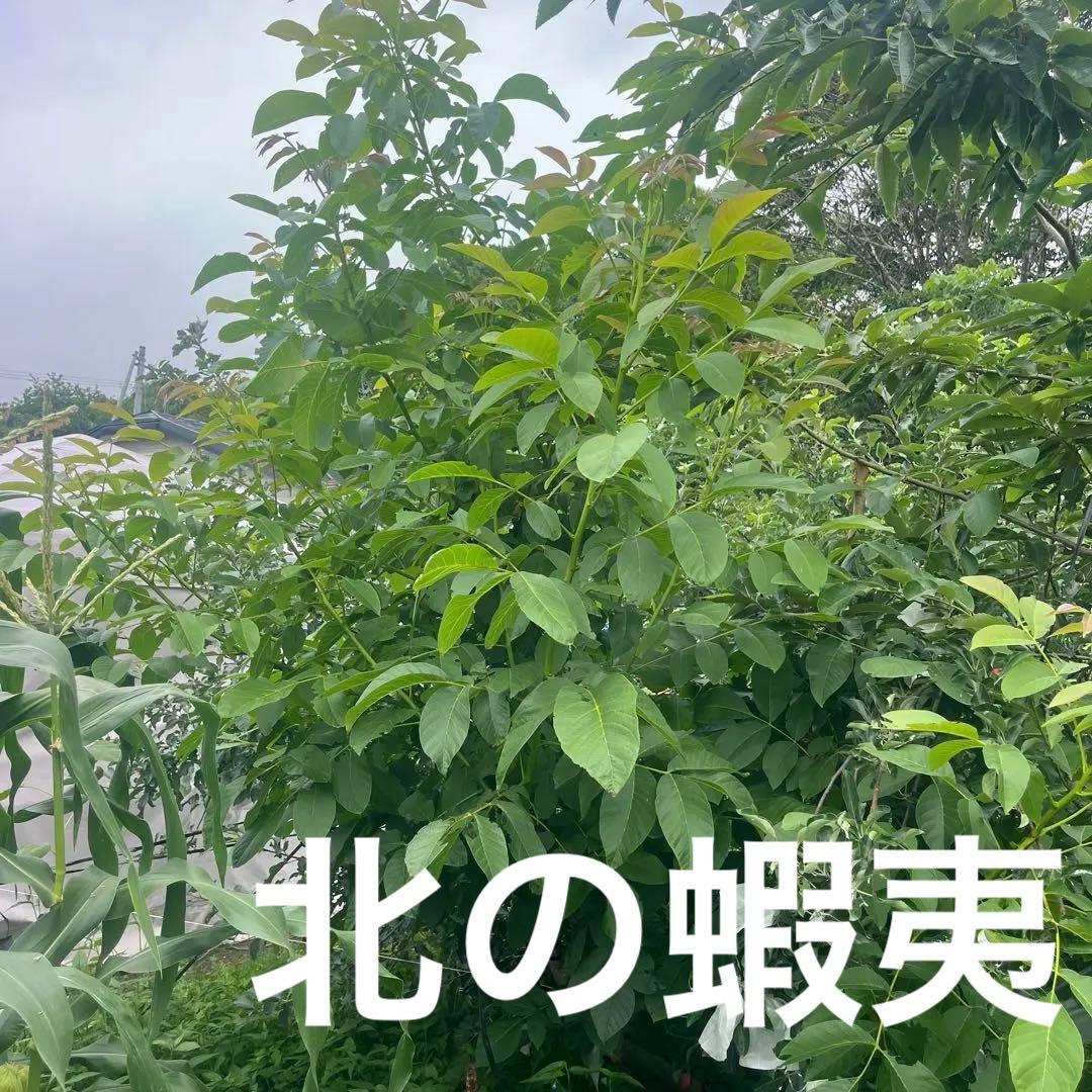 菓子クルミの 成木 楽天市場】くるみ 苗木 【菓子クルミ】 1年生苗 胡桃 苗 くるみの木