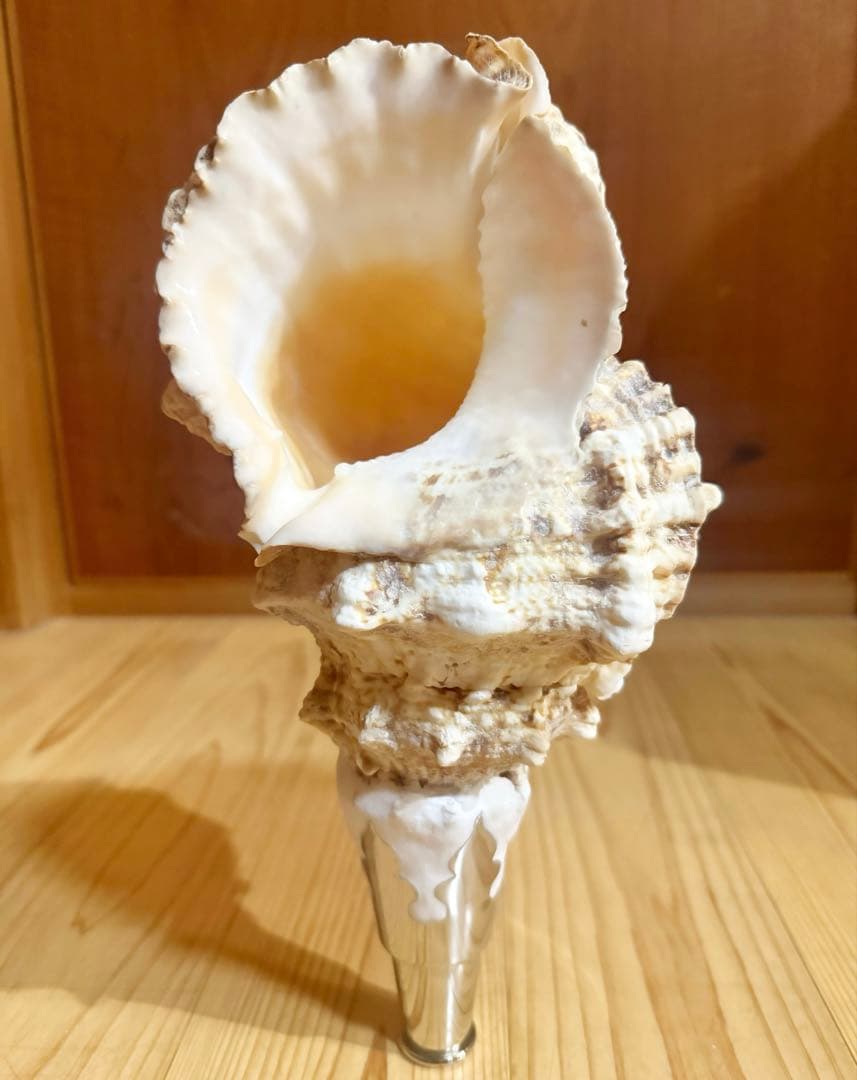 特大 肉厚オオナルト法螺貝 ほら貝 ホラガイ❣️ - メルカリ