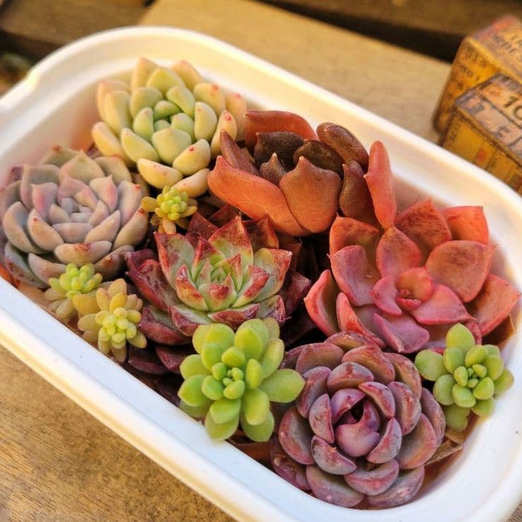 今なら花団錦付き、＊多肉植物 ミルクティー、マティバ、炎の花