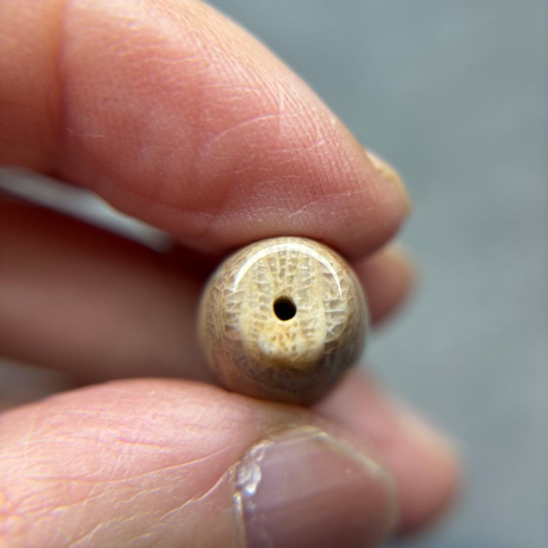 あずきちゃんフォッシルコーラル　天珠　1-299