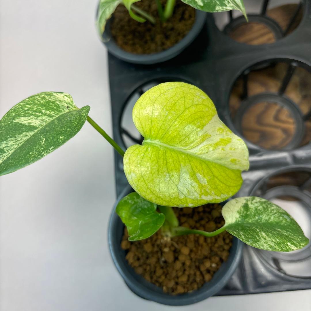 ぴ*く様 5株セットms40【特別選抜】ホワイトモンスター／天津蘭