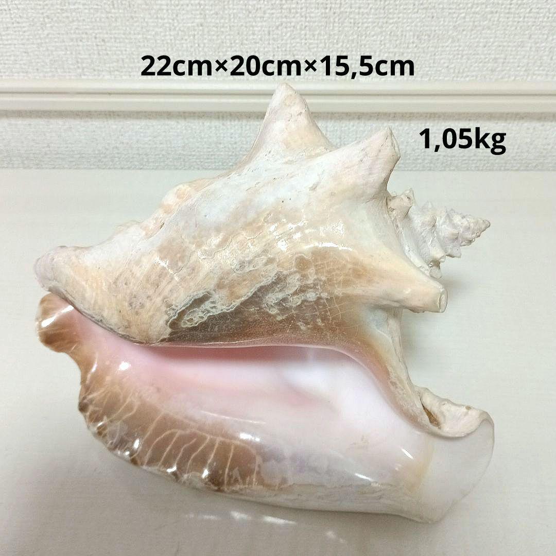 コンク貝 ピンク貝 貝殻 希少貝殻 標本貝 インテリア 置物 ccp002 ピンク貝 コンク貝 貝殻 置物 オブジェ インテリア置物 希少 標本 008