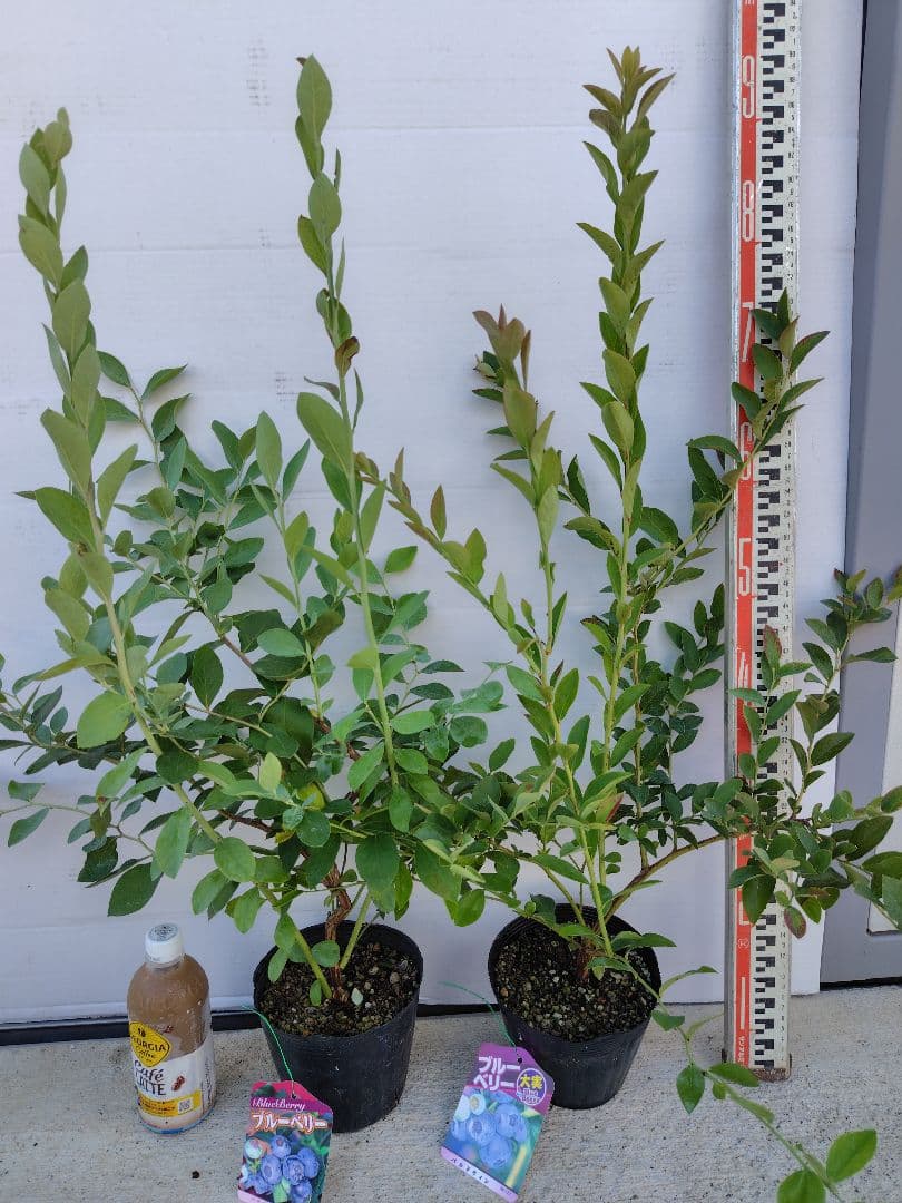 ブルーベリー苗バルドウィン＆パウダーブルー5号ポット2本セット