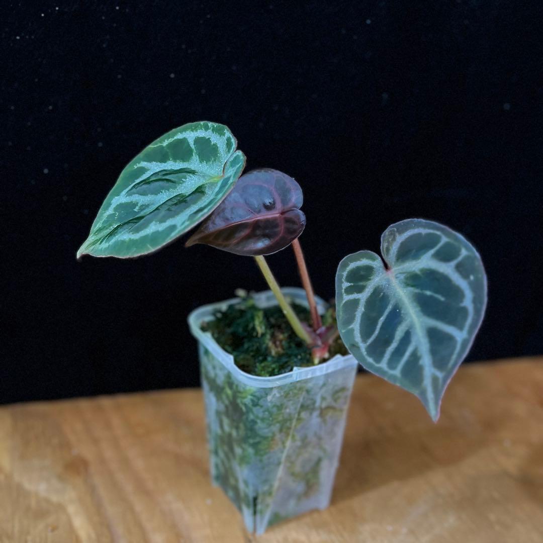 Anthurium Mystic A88 良個体 レア 株分個体 ネコポス ② - メルカリ