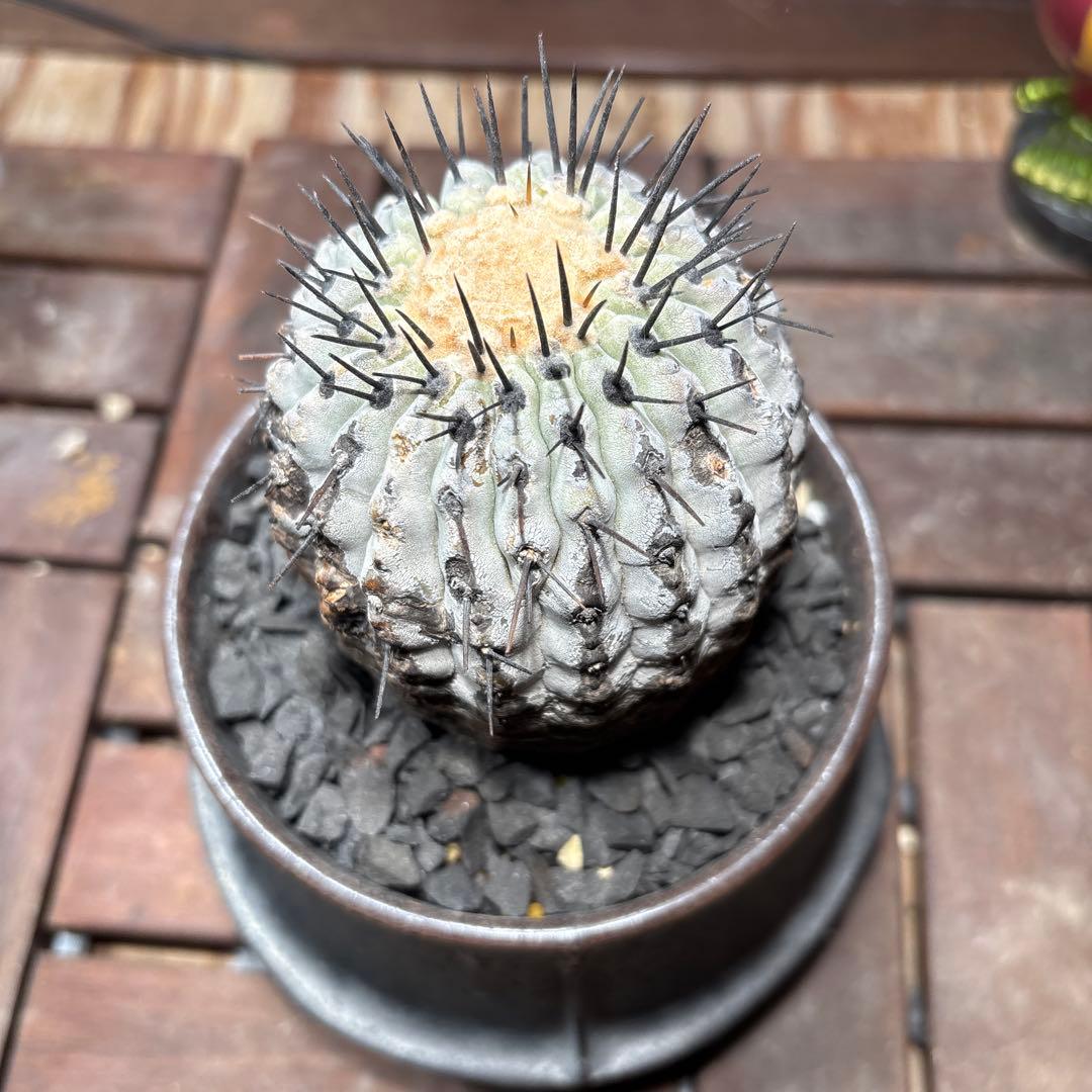 週末値下げ！ 特価！！黒王丸　現地球　鉢付き copiapoa cinerea 黒王丸《M size》※現地球発根後店主国内管理21年株※極