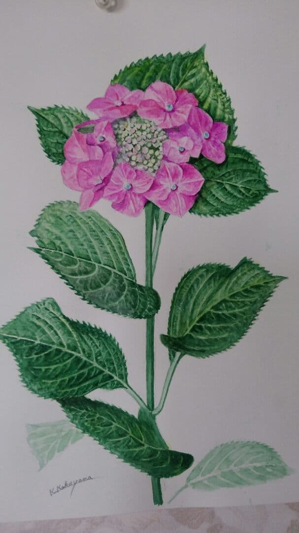 あじさい植物画 楽天市場】手描き 油絵 額入り油彩画 紫陽花 F4サイズ ガクアジサイ