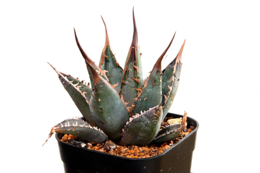 ホワイトファングWHITE FANG★カクタスグリーン産CACTUS GREEN Agave X 