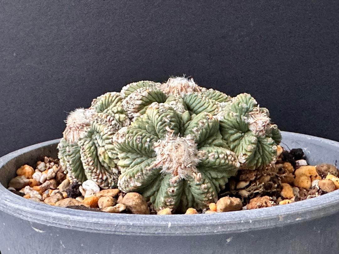 サボテン アズテキウム 花籠 希少種 抜き苗 産地株 リッテリ - メルカリ