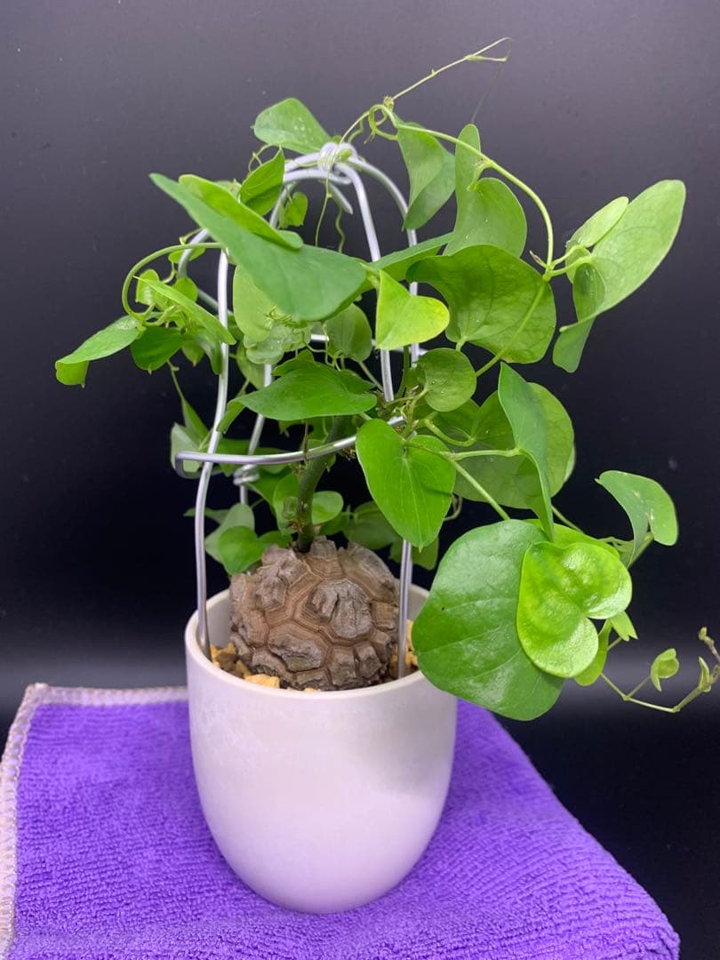 亀甲竜、仕立て株！③ キッコウリュウ（亀甲竜）育て方付き｜e-花屋さん