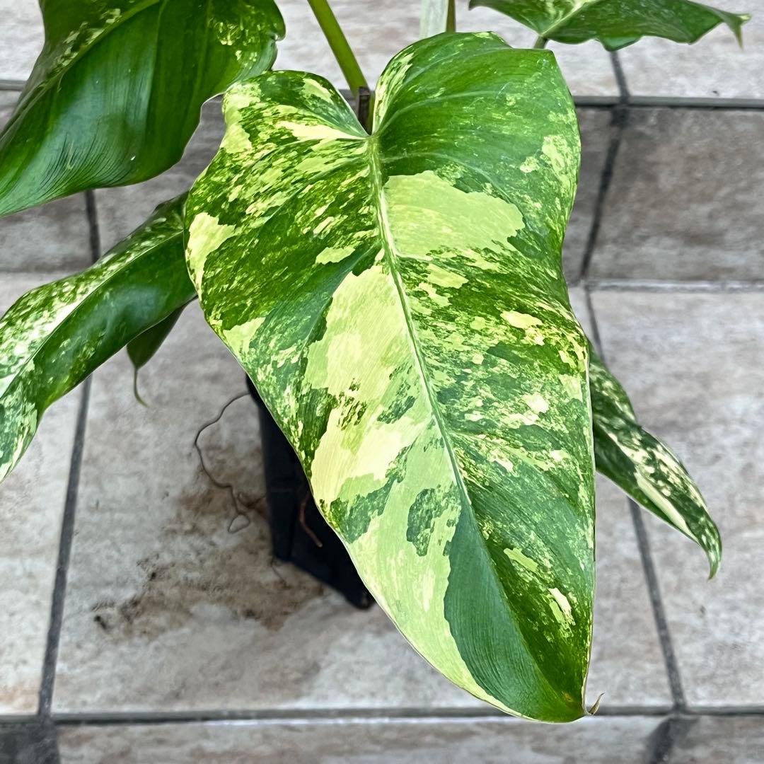【セール】フィロデンドロン　ドメスティカム　斑入り　No.001　3号鉢、送料込 hanaikushop_ki-philodendron-022