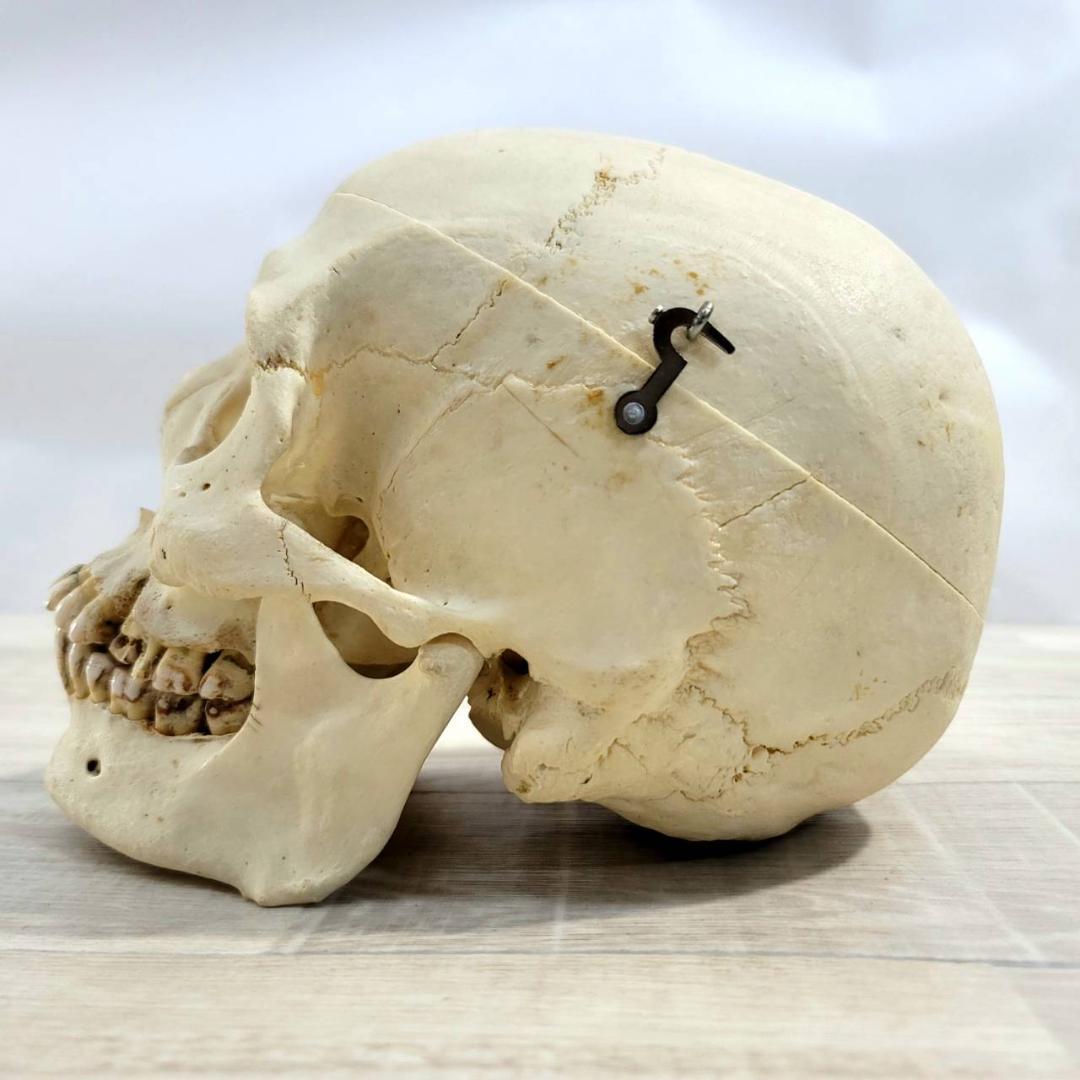 頭蓋骨 頭骨 骨格標本 人体模型 医療 医学 人類学 民俗学 アンティーク