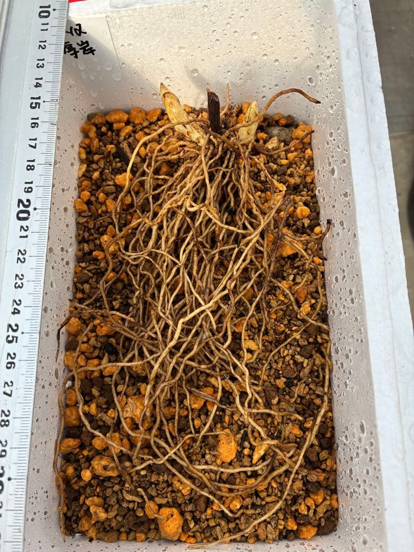 K12 厚岸ホテイアツモリソウ 厚岸産ホテイアツモリソウ-アツモリソウ・野生ラン・高山植物販売専門