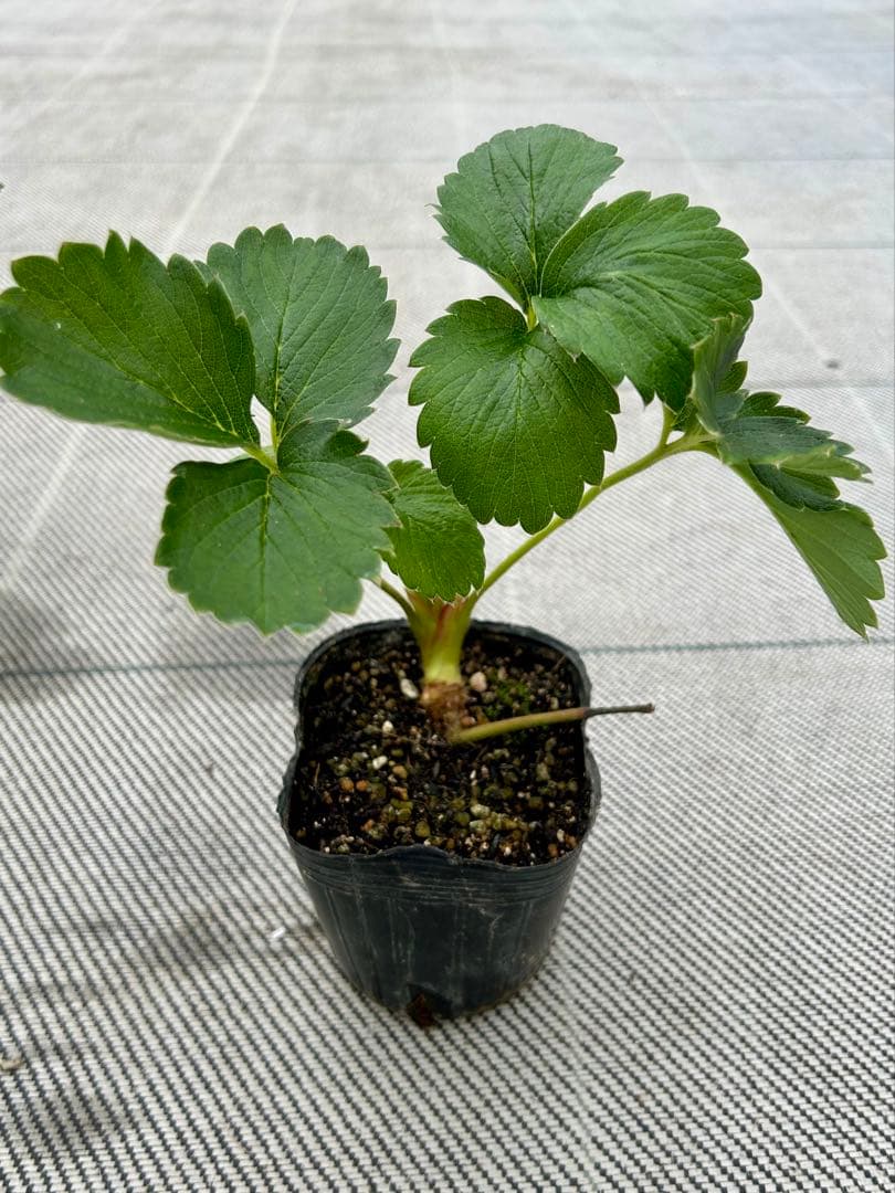 いちご苗　紅ほっぺ　3寸ポット入り　50本＆おまけ４本 teshimanonaeya_oya-benihoppe-9